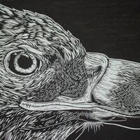 White Tailed Eagle (detail) - linocut print