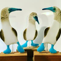 ‘Blue-Footed Boobies’/ kiln-fused glass bird sculptures