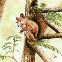 Cute little red squirrel, in watercolour and pen.