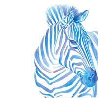 The graceful zebra, in watercolour.