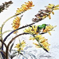 Sunbird on Aloe - watercolour. 