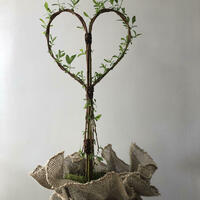 Living Willow Growing Woven Heart 50cm approx in pot with natural jute wrap.  Cultivated by Clare Shilvock, Warwickshire Willow