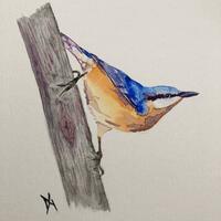 "Nuthatch" (Watercolour)