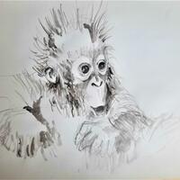 young orangutan, brush-and-ink