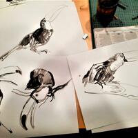 toucans, brush-and-ink bird studies