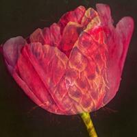 Tulip. Altered image.  Mixed Media digital landart