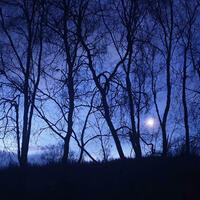 Moonlit trees, highlands, Scotland