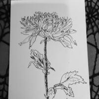 Chrysanthemum,  pen on paper 