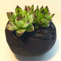 Black stoneware cactus pot.