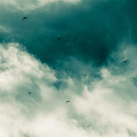 Birds flying in a cloudy sky