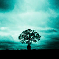 Solitude - solitary tree - turquoise