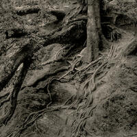 A black and white fine art photographic print of fallen tree in a Ffynone Forest