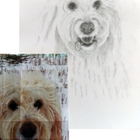 Jan Taylor Dog Pencil Portrait in Progress