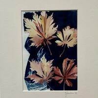 Autumn leaves. Cyanotype and watercolour