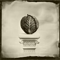 Of Cabbages and Kings - wetplate collodion image