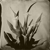 Calla lilies - wetplate collodion image