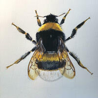 Painting of a bumble bee