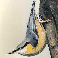 Painting of a Nuthatch