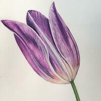Painting of an Iris