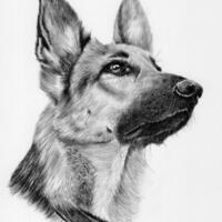 Lesca German Shepherd - Graphite drawing