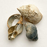 Whelk Shells, Sandwich Bay 
