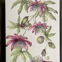 Pink Passiflora Watercolour by Sarah Horne 