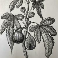 Wild figs in ink 