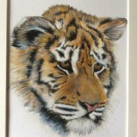 Curiosity.   A perplexed Tiger Cub in Pastel  5 x 7 ins       £165    