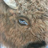 The North American Buffalo.    The majestic survivor of everything nature and man has thrown its way.        11 x 8 ins.,  in pastel.   £225.