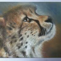 Anticipation.  A vulnerable Cheetah cub,  probably waiting for mother.  Pastel on Pastelmat.  8 x 11 ins.,         £275.        