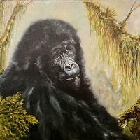 Young gorilla 