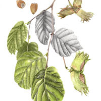 Hazel Botanical Illustration