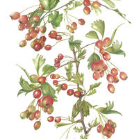 Hawthorn Berries Botanical Drawing