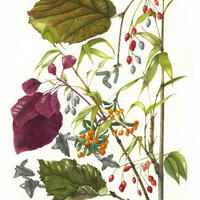 November Garden Botanical Illustration