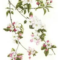 Apple Blossom Botanical Illustration