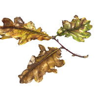 Trio of Oak Leaves Botanical Illustration