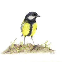 Great Tit Coloured Pencil Drawing