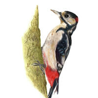 Woodpecker Coloured Pencil Drawing