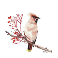 Winter Visitor Waxwing Coloured Pencil Drawing