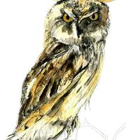Long Eared Owl, July 2023, Watercolour and Fine Liner, Gemma Whitford