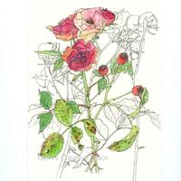 Tangle of Roses, January 2024, Watercolour and Fine Liner, Gemma Whitford
