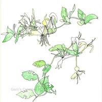  Honeysuckle, October 2023, Watercolour and Fine Liner, Gemma Whitford