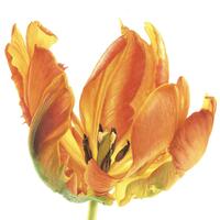 Orange flame Tulip