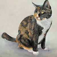 Calico cat - 'Maddy'