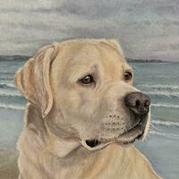 Golden Labrador - 'Nelson'
