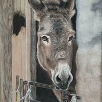 Patient donkey - 'Eeyore'
