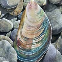 Mussel shell - 'Shell shocked'