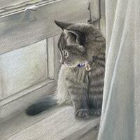 Kitten in window