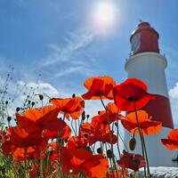 Souter Poppies photograph