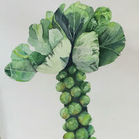 Watercolour - Brussels sprout. 
